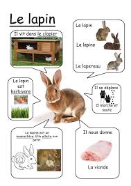 Resultat De Recherche D Images Pour Animaux Ferme Video Documentaire Maternelle Hayvanlar Hayvan Ve Okul Oncesi