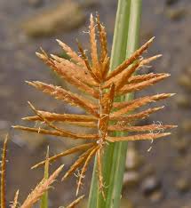Image result for Cyperus denudatus