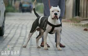 American Bully Black Pitbull Dog Price Gabbar Xxl American Bully From India American Bully Boston Terrier Dogs