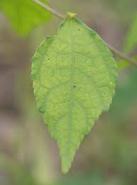 Image result for Triumfetta pentandra