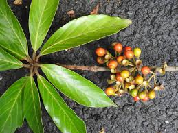 Image result for Actinodaphne