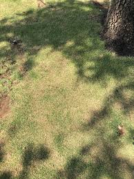 Some thatch is to be expected and about 1/2 inch of. Can I Dethatch Bermuda And Zoysia In Fall The Lawn Forum
