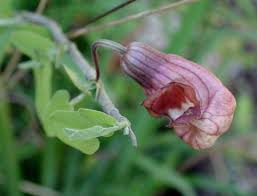 Image result for Aristolochia heppii