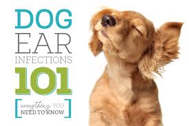 Dog Ear Infections 101 Everything You Need To Know Oxyfresh Pet Health Blog An ear infection (otitis externa) begins when a trigger creates heat and inflammation in the ear. dog ear infections 101 everything you