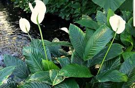 See full list on gardeningknowhow.com How To Care For A Peace Lily Plant Get Busy Gardening