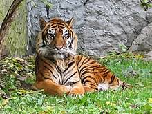 Maybe you would like to learn more about one of these? Tiger Wikipedia