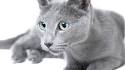 Russian Blue Kittens For Sale
