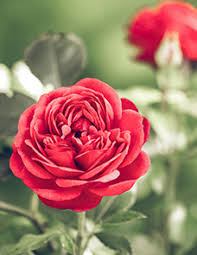 Obituary information for Frankie Lynn Kinder