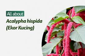 Gadis tomboi kesulitan memakai kebaya anggun. Acalypha Hispida Ekor Kucing Plantstory