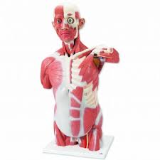 It's arrived just in time for my project. Human Torso Models Human Anatomy 3b Models Products
