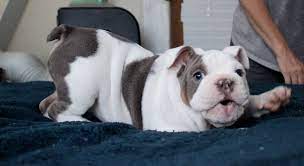 Love our many photos & videos of cute lilac merle tri shrinkabulls bulldog puppies and black tri merle english bulldog. Twitter à¤ªà¤° World Wide Bulldogs We Ve Bred Some Of The Most Adorable English Bulldog Puppies With Colors Ranging From Blue Merle And Blue Tri To Chocolate Merle Lilac Sable And Lilac Tri