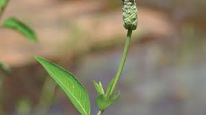 Image result for Sphenoclea zeylanica