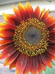 Orange Sunflowers Google Search Red Sunflowers Sunflower Pictures Orange Sunflowers