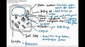 We did not find results for: Biologi Bab 2 Bahagian 3 Struktur Sel Tumbuhan Dan Fungsi Spm Tingkatan 4 Youtube