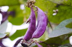 Image result for Lablab purpureus