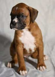 Pointers puppies from excellent pedigrees $750.00. Horgi Puppies For Sale Oregon Classifieds On In All For Sale Pets Page 4