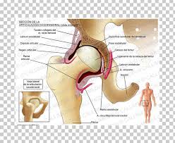 Iliopsoas, tensor fasciae latae, sartorius, and rectus femoris muscles. Muscles Of The Hip Joint Pelvis Anatomy Png Clipart Anatomy Angle Bone Capsule Of Hip Joint