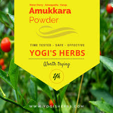 Schinseng of the family araliaceae, the ginseng family) having five leaflets on each leaf, scarlet berries, and an aromatic root used in herbal medicine especially in eastern asia. Premium Amukkara Powder Ashwagandha Indian Ginseng