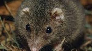 E' di questi giorni l'allarme mediatico relativo alla presenza della cosiddetta febbre del topo che si potrebbe contrarre sull'altipiano carsico o friulano. Astmwwckkv4krm