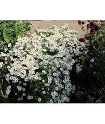 Having problems with aster & evergreen inc.? Aster Novae Angliae Autumn Snow 3lt