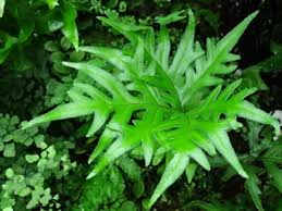 Image result for Doryopteris concolor