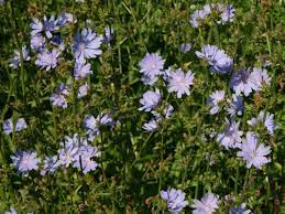 Cichorium Intybus Common Chicory Blue Dandelion See Its Profile And More Photos Here Http Worldoffloweringplan Planting Flowers Perennial Plants Plants