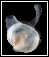 Image result for Subularia monticola