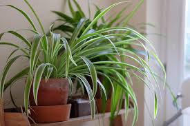 If your cat eats enough spider plant leaves they can have an upset stomach, vomiting, and diarrhea. Chlorophytum Comosum Variegatum Bbc Gardeners World Magazine