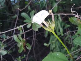 Image result for Ipomoea lapathifolia