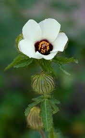 See more ideas about ontario flowers, flowers, plants. How To Grow Hibiscus Hibiscus Beautiful Flowers Pictures Bee Friendly Garden