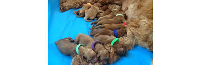 West bloomfield, mi kay australian. Michigan Goldendoodle Puppies For Sale Heartsong Homestead