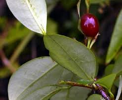 Image result for Erythroxylaceae