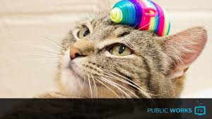 Find out your quick and easy options today. San Francisco Animal Care Control San Francisco Animal Care And Control