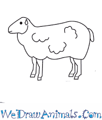 Draw a detailed sheep in 7 simple steps! How To Draw A Sheep