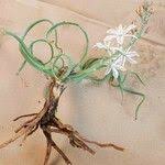 Image result for Chlorophytum affine