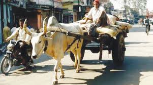 Apart from the obvious difference in the number of protrusions, dromedaries and camels vary in other ways too. Animal Powered Transport Banned During Day In Gwalior