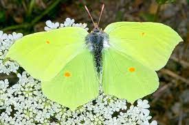 Mariposa Limonera Caracteristicas Y Habitat Curiosfera Animales