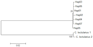Vacation rentals in bukit mertajam. Insects Free Full Text Infestation Pattern And Population Dynamics Of The Tropical Bed Bug Cimex Hemipterus F Hemiptera Cimicidae Based On Novel Microsatellites And Mtdna Markers Html