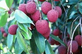 We did not find results for: Planting And Caring Tips For Your Lychee Tree Edison And Ford Winter Estates