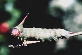 Identifying Australian Caterpillars