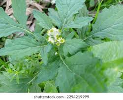 Image result for Dichrocephala