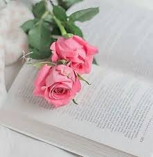 Pin By Zunara Ali On Cvety Rose Flower Wallpaper Book Flowers Flower Wallpaper