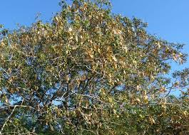 Image result for Albizia lebbeck