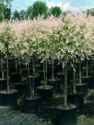 Pin By Linore Lisa On Amazing Places Landscaping Trees Dappled Willow Tree Garden Trees