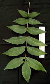 Image result for Carya illinoinensis