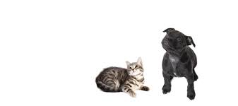 Ce serait avant tout un salon où l'on ne peut pas repartir directement avec un chiot, un salon où l'on peut juste prendre contact avec l'éleveur pour ensuite aller le rencontrer à nouveau dans son élevage. Salons Du Chiot 2021 France Expo Chien Conseil Veto Illustre Catedog