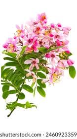 Image result for Cassia agnes