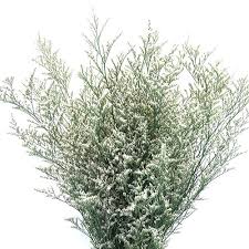 Image result for Limonium