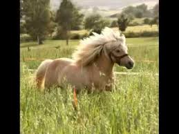 Rigoletto stallone pony falabella da show addestrato da andrea serritella. Falabella Horse Swfasr