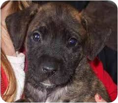 Check spelling or type a new query. Redding Ca Boxer Meet Emily A Pet For Adoption